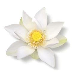 THE RITUAL OF KARMA-Brume Parfumée Corps Et Cheveux - Lotus & Thé Blanc 8 THE RITUAL OF KARMA-Brume Parfumée Corps Et Cheveux - Lotus & Thé Blanc -Dreamteam cosmétique. Brume parfumee corps et cheveux lotus the blanc 102415784 2