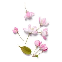 THE RITUAL OF SAKURA-Crème Corps Lait De Riz & Fleur De Cerisier-RITUALS 9 THE RITUAL OF SAKURA-Crème Corps Lait De Riz & Fleur De Cerisier-RITUALS -Dreamteam cosmétique. Creme corps lait de riz fleur de cerisier 102416189 3