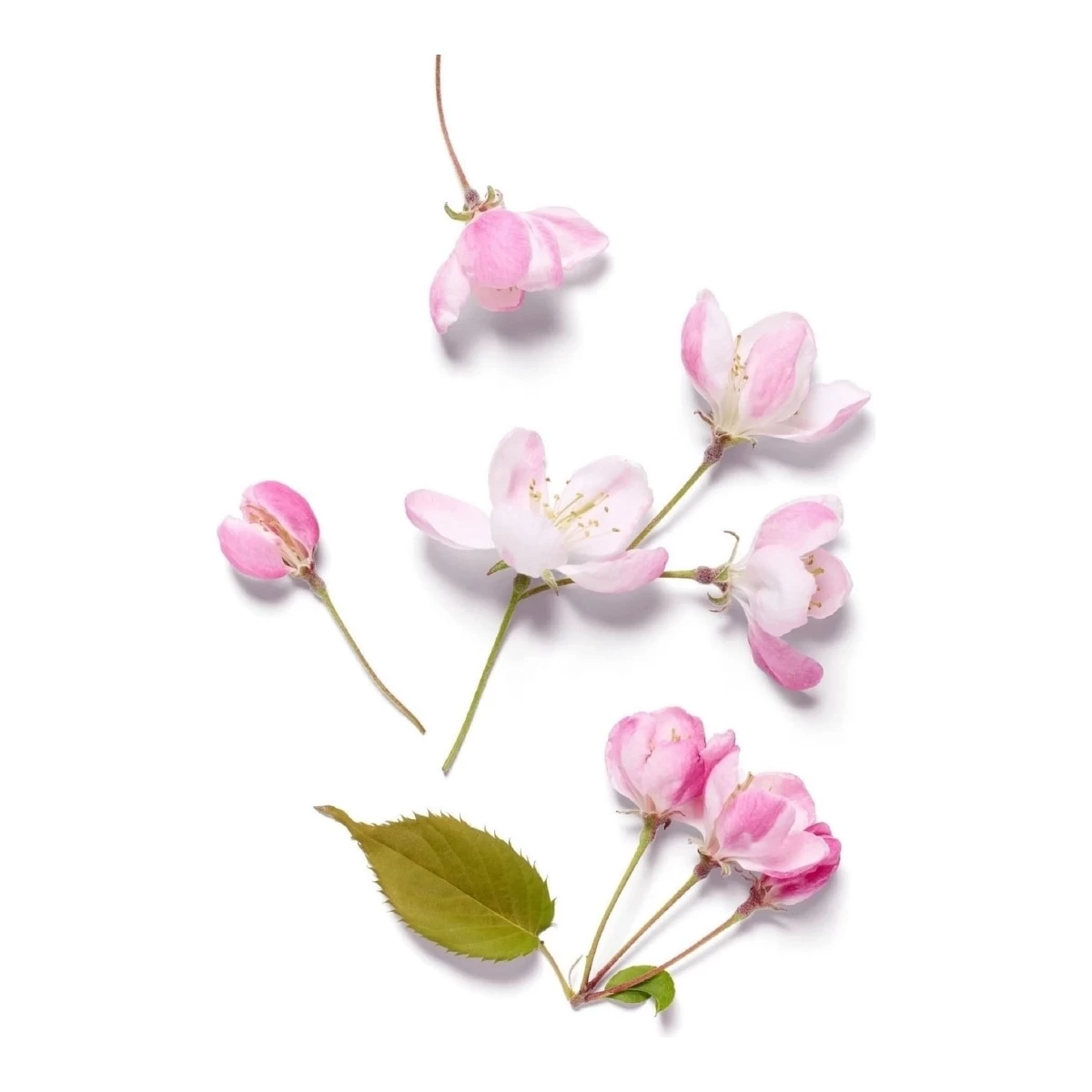 THE RITUAL OF SAKURA-Crème Corps Lait De Riz & Fleur De Cerisier-RITUALS 6 THE RITUAL OF SAKURA-Crème Corps Lait De Riz & Fleur De Cerisier-RITUALS – Image 4