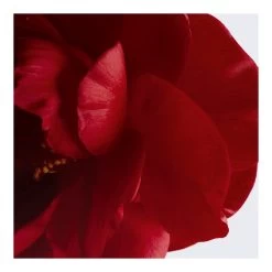 N°1 DE CHANEL-Lotion Revitalisante-CHANEL -Dreamteam cosmétique. Lotion revitalisante 102238571